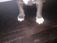 Chocolate male , a male Dogo Argentino and American Bully for sale in Tacoma, WA – Photo 9 of 9