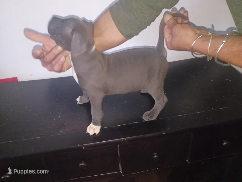 Chocolate male  – Dogo Argentino, American Bully puppy for sale in Tacoma, WA