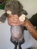 Chocolate male , a male Dogo Argentino and American Bully for sale in Tacoma, WA – Photo 8 of 9