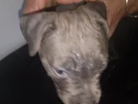 Chocolate male , a male Dogo Argentino and American Bully for sale in Tacoma, WA – Photo 6 of 9