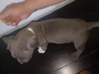 Chocolate male , a male Dogo Argentino and American Bully for sale in Tacoma, WA – Photo 4 of 9