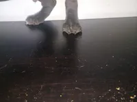 Chocolate male , a male Dogo Argentino and American Bully for sale in Tacoma, WA – Photo 5 of 9