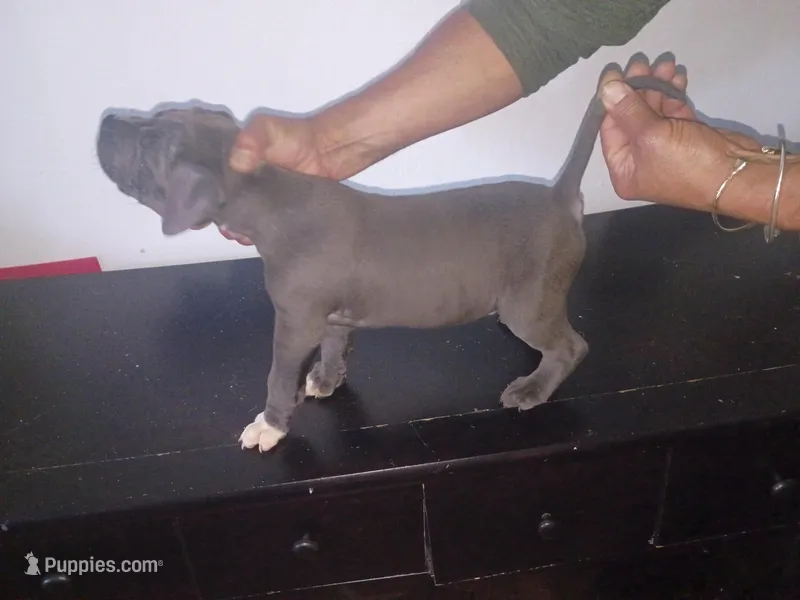 Chocolate male  – Dogo Argentino, American Bully puppy for sale in Tacoma, WA