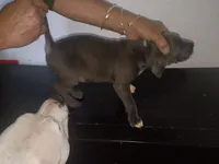 Chocolate male , a male Dogo Argentino and American Bully for sale in Tacoma, WA – Photo 3 of 9