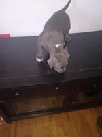 Chocolate male , a male Dogo Argentino and American Bully for sale in Tacoma, WA – Photo 7 of 9