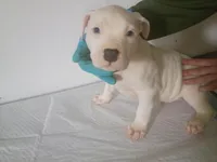 Baby girl, a female Dogo Argentino and American Pit Bull Terrier for sale in Tacoma, WA – Photo 2 of 6