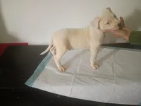 Baby girl, a female Dogo Argentino and American Pit Bull Terrier for sale in Tacoma, WA – Photo 4 of 6