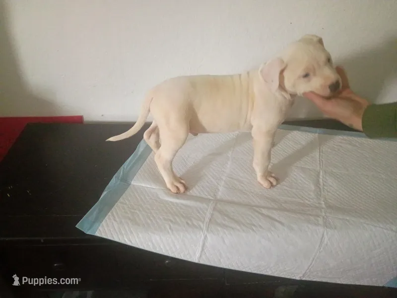 Baby girl – Dogo Argentino, American Pit Bull Terrier puppy for sale in Tacoma, WA