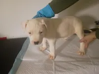 Baby girl, a female Dogo Argentino and American Pit Bull Terrier for sale in Tacoma, WA – Photo 6 of 6
