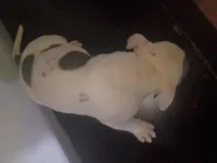 Twin cow female, a female Dogo Argentino and American Pit Bull Terrier for sale in Tacoma, WA – Photo 4 of 6