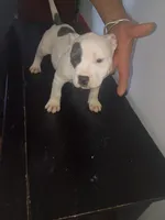 Twin cow female, a female Dogo Argentino and American Pit Bull Terrier for sale in Tacoma, WA – Photo 5 of 6