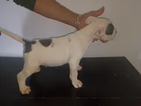 Twin cow female, a female Dogo Argentino and American Pit Bull Terrier for sale in Tacoma, WA – Photo 3 of 6