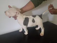 Twin cow female, a female Dogo Argentino and American Pit Bull Terrier for sale in Tacoma, WA – Photo 2 of 6