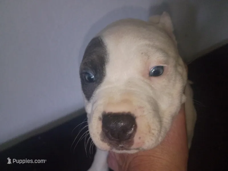 Twin cow female – Dogo Argentino, American Pit Bull Terrier puppy for sale in Tacoma, WA