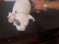 Twin cow female, a female Dogo Argentino and American Pit Bull Terrier for sale in Tacoma, WA – Photo 6 of 6