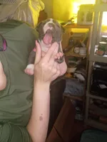 Chocolate white stripe, a male Dogo Argentino for sale in Tacoma, WA – Photo 3 of 5