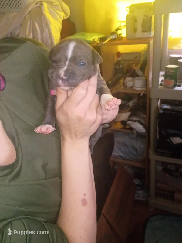 Chocolate white stripe – Dogo Argentino puppy for sale in Tacoma, WA