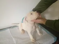 White male 2 spots , a male Dogo Argentino for sale in Tacoma, WA – Photo 2 of 9