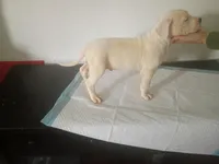 White male 2 spots , a male Dogo Argentino for sale in Tacoma, WA – Photo 4 of 9