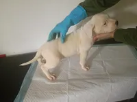 White male 2 spots , a male Dogo Argentino for sale in Tacoma, WA – Photo 1 of 9