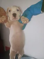 White male 2 spots , a male Dogo Argentino for sale in Tacoma, WA – Photo 7 of 9