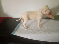 White male 2 spots , a male Dogo Argentino for sale in Tacoma, WA – Photo 3 of 9