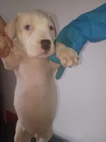 White male 2 spots , a male Dogo Argentino for sale in Tacoma, WA – Photo 6 of 9