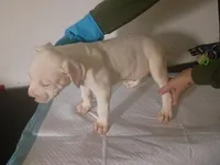 White male 2 spots , a male Dogo Argentino for sale in Tacoma, WA – Photo 9 of 9