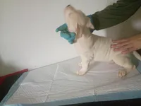 Blue eyes male, a male Dogo Argentino for sale in Tacoma, WA – Photo 3 of 6