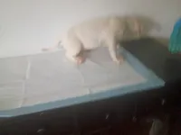 Blue eyes male, a male Dogo Argentino for sale in Tacoma, WA – Photo 2 of 6