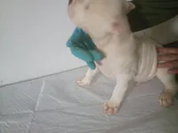 Blue eyes male, a male Dogo Argentino for sale in Tacoma, WA – Photo 4 of 6