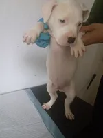 Blue eyes male, a male Dogo Argentino for sale in Tacoma, WA – Photo 6 of 6