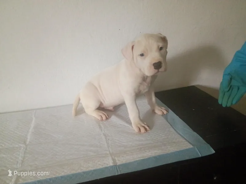 Blue eyes male, a male Dogo Argentino for sale in Tacoma, WA – Photo 1 of 6