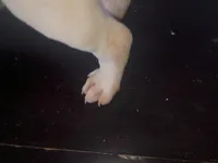 Twin cow male , a male Dogo Argentino and American Bully for sale in Tacoma, WA – Photo 6 of 10