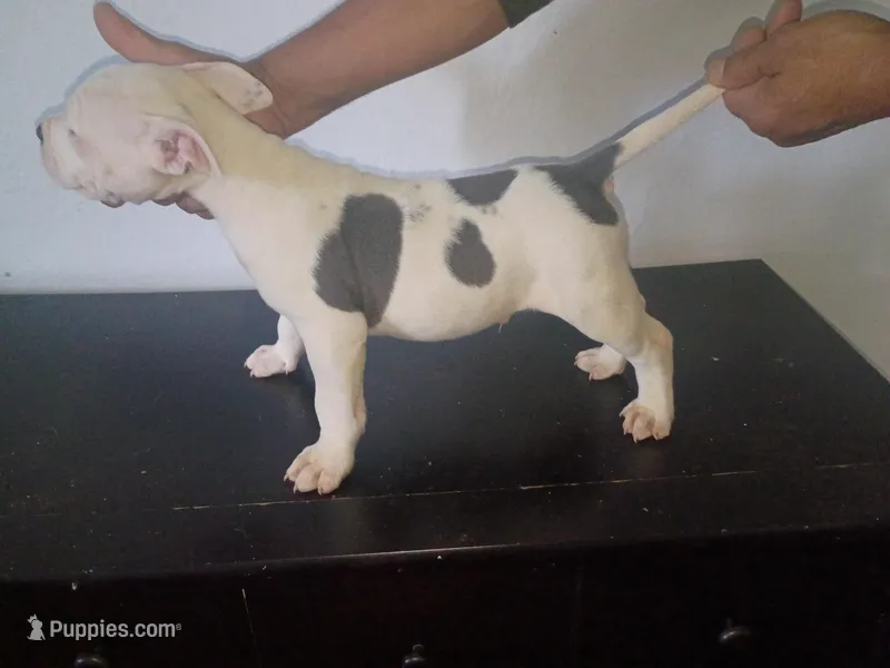 Twin cow male  – Dogo Argentino, American Bully puppy for sale in Tacoma, WA