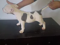 Twin cow male , a male Dogo Argentino and American Bully for sale in Tacoma, WA – Photo 1 of 10