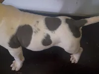 Twin cow male , a male Dogo Argentino and American Bully for sale in Tacoma, WA – Photo 3 of 10