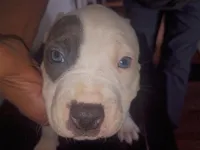 Twin cow male , a male Dogo Argentino and American Bully for sale in Tacoma, WA – Photo 9 of 10