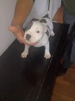 Twin cow male , a male Dogo Argentino and American Bully for sale in Tacoma, WA – Photo 5 of 10