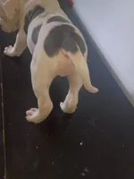 Twin cow male , a male Dogo Argentino and American Bully for sale in Tacoma, WA – Photo 8 of 10
