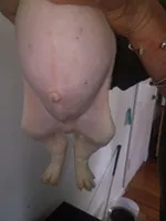 Twin cow male , a male Dogo Argentino and American Bully for sale in Tacoma, WA – Photo 7 of 10