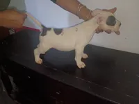 Twin cow male , a male Dogo Argentino and American Bully for sale in Tacoma, WA – Photo 4 of 10