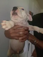 Twin cow male , a male Dogo Argentino and American Bully for sale in Tacoma, WA – Photo 10 of 10