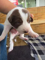 Border collie , a male Border Collie for sale in Houston, TX – Photo 1 of 2