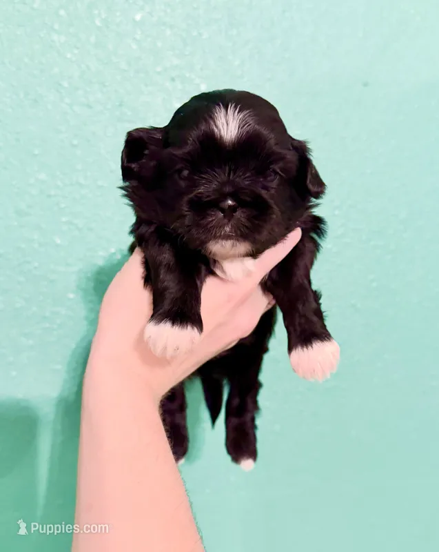 Mary Alice – Shih Tzu puppy for sale in Stroud, OK