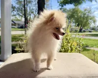 Han, a male Pomeranian for sale in Stroud, OK – 2 of 3