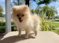 Han, a male Pomeranian for sale in Stroud, OK – 1 of 3