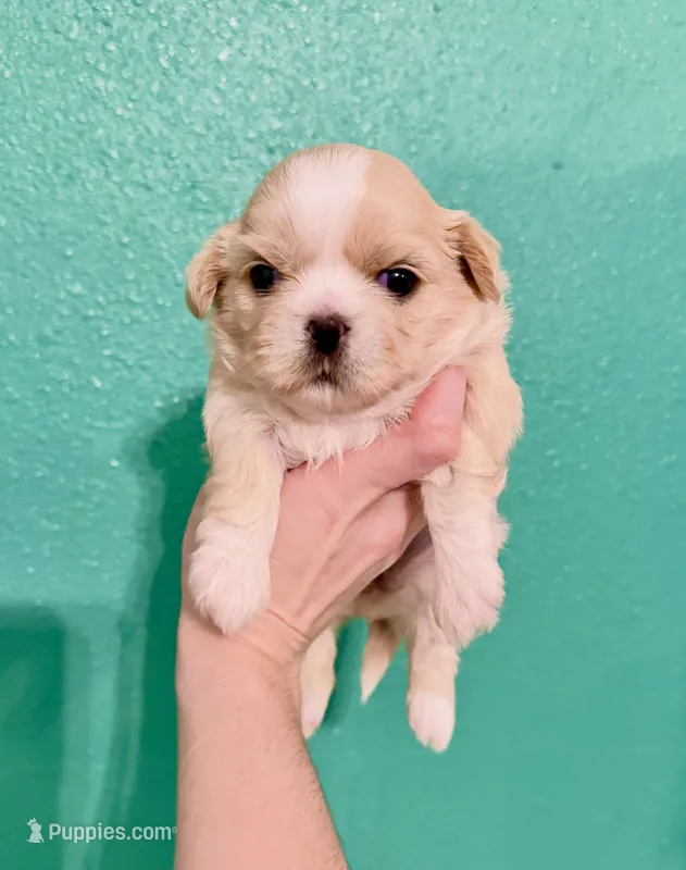 Bree – Shih Tzu puppy for sale in Stroud, OK