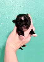 Mary Alice, a female Shih Tzu for sale in Stroud, OK – 1 of 2