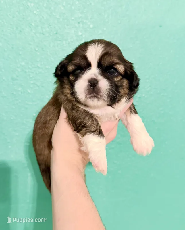 Lynette – Shih Tzu puppy for sale in Stroud, OK